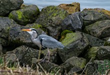 06-03-2017 097 Vogels langs de dijk