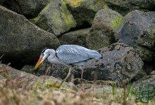 06-03-2017 105 Vogels langs de dijk