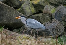 06-03-2017 107 Vogels langs de dijk