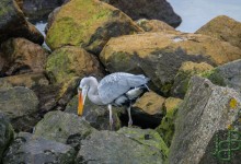 06-03-2017 113 Vogels langs de dijk