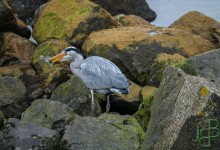 06-03-2017 116 Vogels langs de dijk