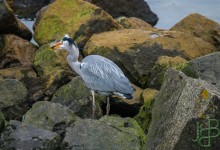 06-03-2017 118 Vogels langs de dijk
