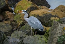 06-03-2017 122 Vogels langs de dijk