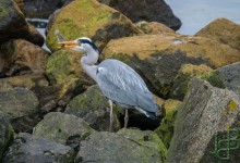 06-03-2017 123 Vogels langs de dijk