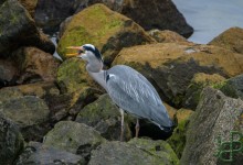 06-03-2017 127 Vogels langs de dijk