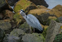 06-03-2017 128 Vogels langs de dijk