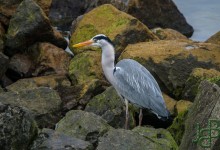06-03-2017 129 Vogels langs de dijk