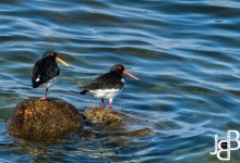 Er zitten heel veel scholeksters