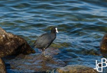 Meerkoeten zijn er altijd