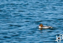 Grote zaagbek, vrouwtje