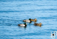 “Gewone” wilde eenden