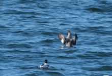 13-03-2017 022 Andijk op dijk
