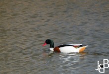 Het mannetje heeft een knobbel op de snavel, het vrouwtje niet