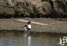 16-03-2017 016 Vooroever Onderdijk