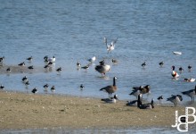 Er zaten echt heel wat soorten op een kluitje