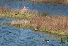 31-03-2017 007 Koopmanspolder Andijk