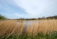 Meertjes bij het Egboetswater