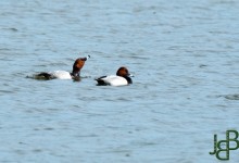 31-03-2017 039 Egboetswater Oostwoud