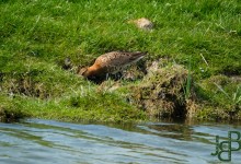 Grutto in een weiland bij Oostwoud
