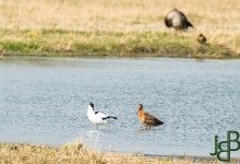 Leuk een kluut en grutto samen aan het poetsen