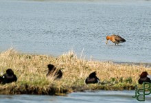 31-03-2017 084 Waterberging Twisk