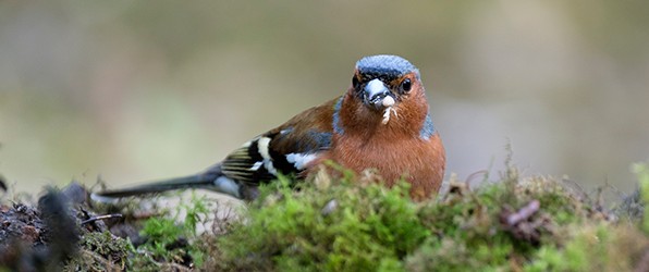 Geweldig dagje vogels fotograferen
