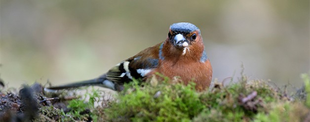 Geweldig dagje vogels fotograferen