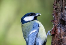 05-04-2017 099 Vanuit vogelhut Huizen