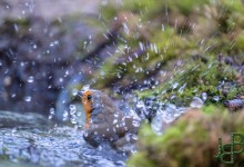 05-04-2017 010 Vanuit vogelhut Huizen