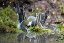 05-04-2017 164 Vanuit vogelhut Huizen