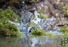 05-04-2017 165 Vanuit vogelhut Huizen