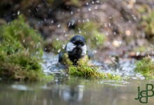05-04-2017 166 Vanuit vogelhut Huizen