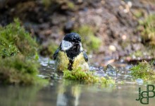 05-04-2017 167 Vanuit vogelhut Huizen