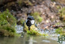 05-04-2017 171 Vanuit vogelhut Huizen
