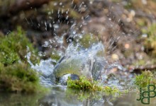 05-04-2017 176 Vanuit vogelhut Huizen