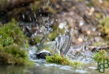 05-04-2017 177 Vanuit vogelhut Huizen