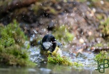 05-04-2017 179 Vanuit vogelhut Huizen