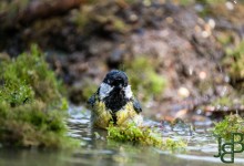 05-04-2017 180 Vanuit vogelhut Huizen