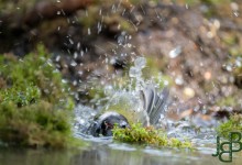 05-04-2017 182 Vanuit vogelhut Huizen
