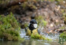 05-04-2017 183 Vanuit vogelhut Huizen