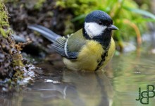 05-04-2017 188 Vanuit vogelhut Huizen