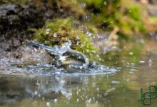 05-04-2017 191 Vanuit vogelhut Huizen