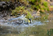 05-04-2017 192 Vanuit vogelhut Huizen