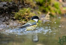 05-04-2017 193 Vanuit vogelhut Huizen