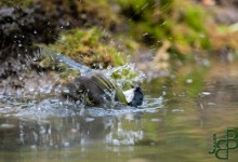 05-04-2017 195 Vanuit vogelhut Huizen