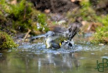 05-04-2017 196 Vanuit vogelhut Huizen