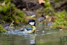 05-04-2017 202 Vanuit vogelhut Huizen