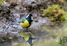 05-04-2017 207 Vanuit vogelhut Huizen