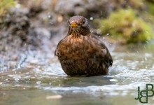 05-04-2017 241 Vanuit vogelhut Huizen