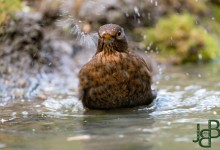 05-04-2017 242 Vanuit vogelhut Huizen